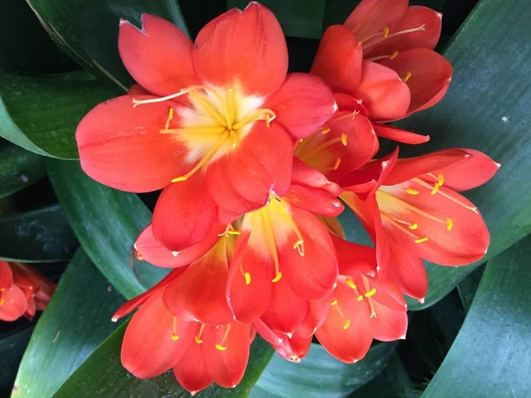 Close Blossom Bush Lily Clivia Miniata África Sul — Fotografia de Stock