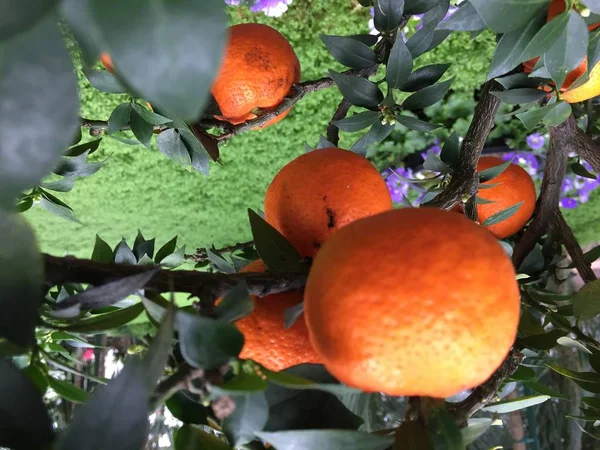 Апельсины Апельсине — стоковое фото
