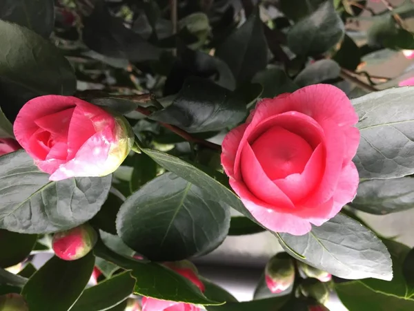 Közelkép Gyönyörűen Színes Camellia Virág — Stock Fotó