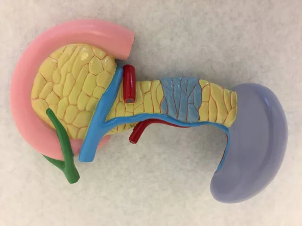 Modelo Anatómico Plástico Que Muestra Páncreas Vesícula Biliar Con Cálculos — Foto de Stock