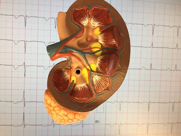 Modelo Anatómico Plástico Riñón Humano Que Muestra Circulación Detalles Funcionales Imagen De Stock