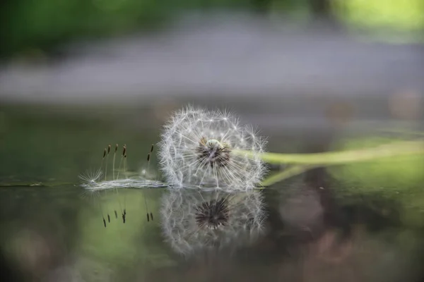 Close Beautiful Dandelion Reflection Water Background — Stock Photo, Image