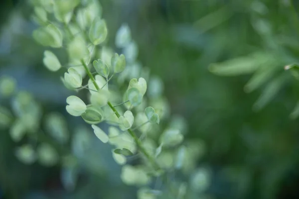 Gros Plan Une Belle Plante Feuilles Forme Coeur Sur Fond — Photo