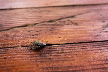Tahta bir tahta üzerinde küçük bir böceğin yakın çekim