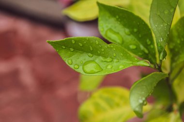 Bir yaz günü arka planda su damlaları ile güzel bir yaprak yakın