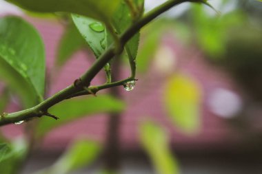 Bir yaz günü arka planda su damlaları ile güzel bir yaprak yakın