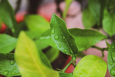 Bir yaz günü arka planda su damlaları ile güzel bir yaprak yakın