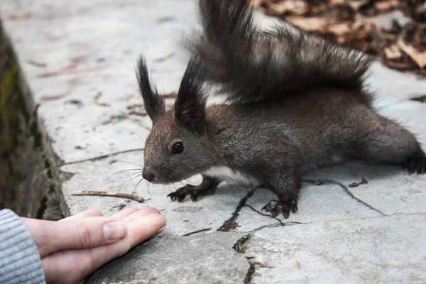 Close Friendly Cute Brown Squirrel Searching Food Next Hand — Stock Photo, Image