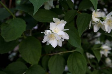 Güzel beyaz yasemin çiçekleri ve yeşil yaprakları arka plan