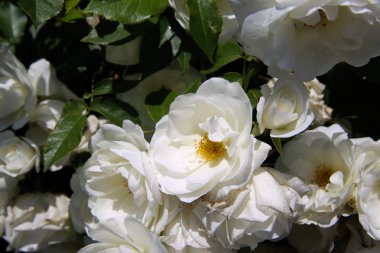 Yeşil yaprakları ile güzel beyaz güller arka plan