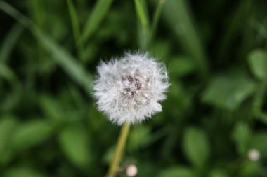Bir yaz gününde e yeşil arka planda güzel karahindiba