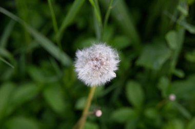 Bir yaz gününde e yeşil arka planda güzel karahindiba