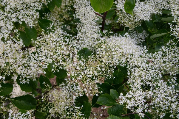 Schöner Hintergrund Mit Kleinen Weißen Blüten Auf Grünen Blättern — Stockfoto