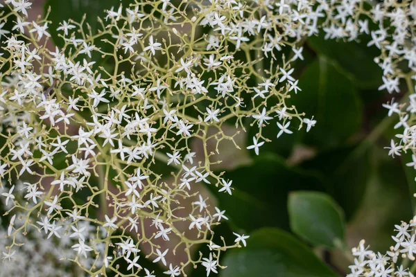 Vacker Bakgrund Med Små Vita Blommor Gröna Blad — Stockfoto