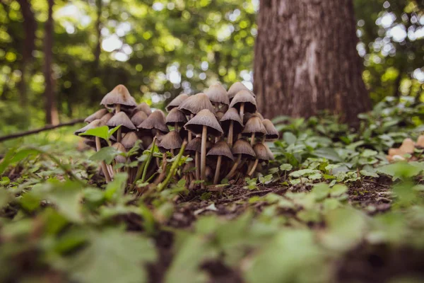 Fundo Bonito Pequenos Cogumelos Bonitos Floresta — Fotografia de Stock