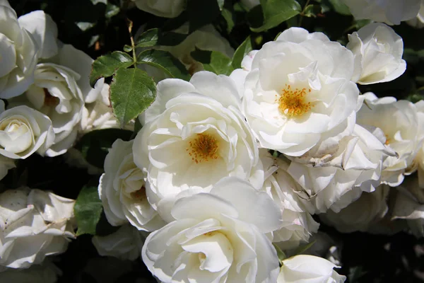 Achtergrond Van Mooie Witte Rozen Met Groene Bladeren Stockfoto