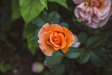 Yeşil bir arka planda güzel bir renkli gül