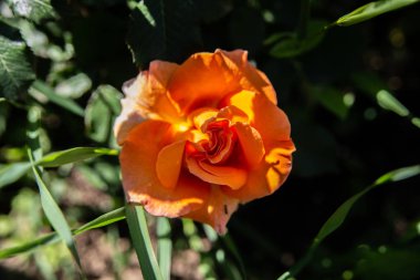 Arka plan güzel bir renkli gül yakın