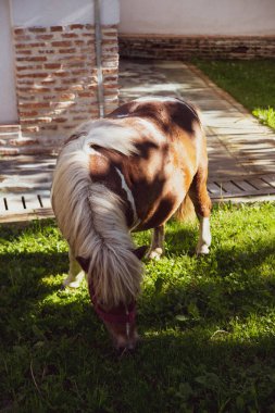 Çimenlerde güzel iç midilli yeme
