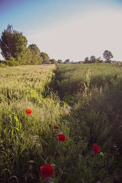 Bakgrund Ett Vackert Grönt Fält Med Röda Vallmo — Stockfoto