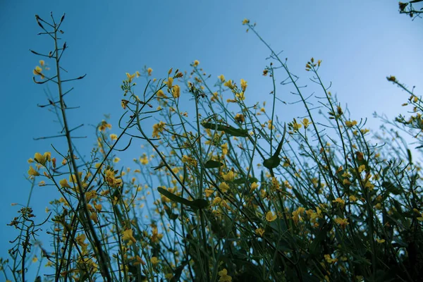 Belo Fundo Flores Silvestres Amarelas Campo — Fotografia de Stock