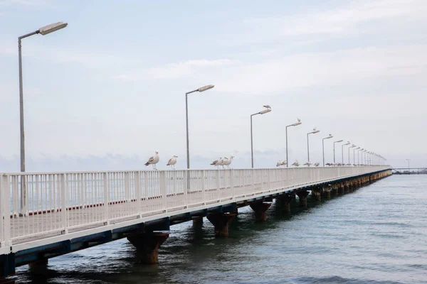 Schöne Aussicht Auf Eine Seebrücke Mit Möwen Einem Ruhigen Sommertag — Stockfoto