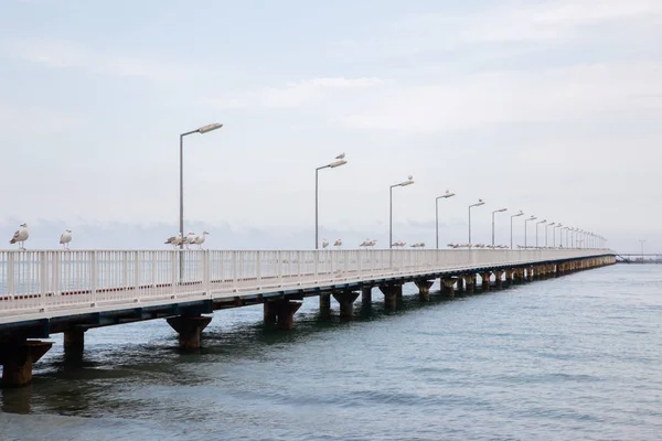 Schöne Aussicht Auf Eine Seebrücke Mit Möwen Einem Ruhigen Sommertag — Stockfoto