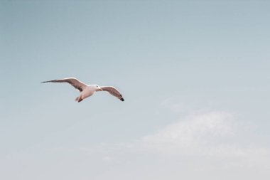 Mavi gökyüzü ile güzel bir yaz gününde izole uçan martı arka plan