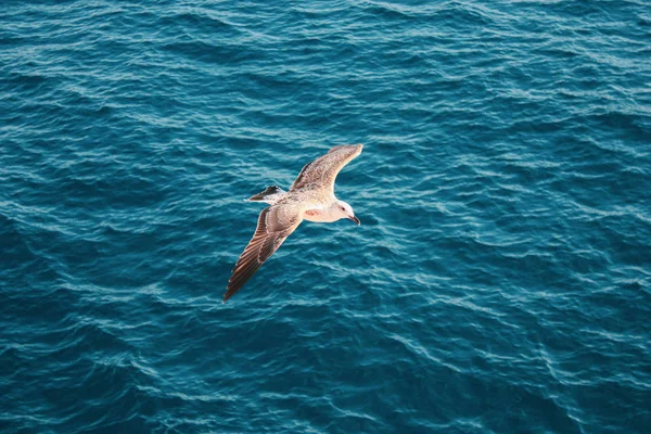 Contexte Une Mouette Volante Isolée Par Une Belle Journée Été — Photo