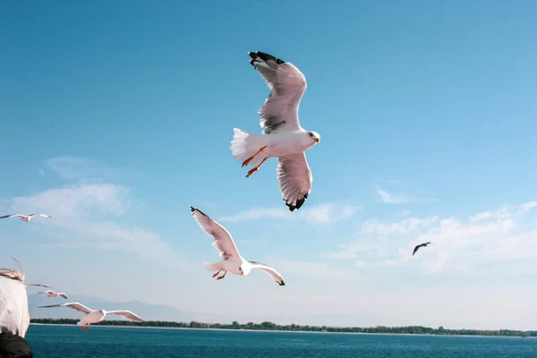 Contexte Une Mouette Volante Isolée Par Une Belle Journée Été — Photo