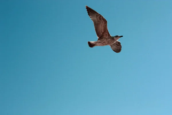 Achtergrond Van Een Geïsoleerde Vliegende Zeemeeuw Een Mooie Zomerdag Met — Stockfoto