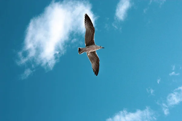 Contexte Une Mouette Volante Isolée Par Une Belle Journée Été — Photo