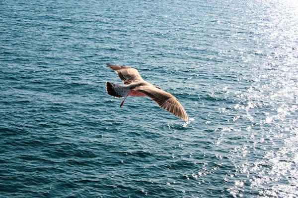 Φόντο Ενός Απομονωμένου Ιπτάμενου Γλάρου Μια Όμορφη Καλοκαιρινή Μέρα Γαλάζιο — Φωτογραφία Αρχείου