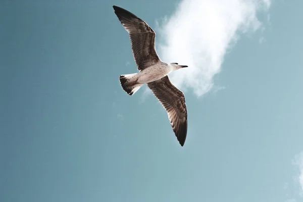 Contexte Une Mouette Volante Isolée Par Une Belle Journée Été — Photo