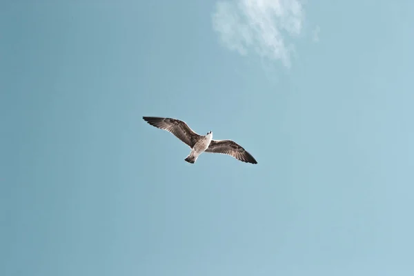 Hintergrund Einer Einsamen Fliegenden Möwe Einem Schönen Sommertag Mit Blauem — Stockfoto