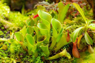Heliamphora heterodoxa tropikal bir bitkidir..