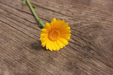ahşap arka plan üzerinde sarı calendula officinalis çiçek bir