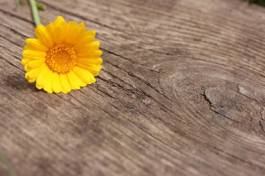 ahşap arka plan üzerinde sarı calendula officinalis çiçek bir