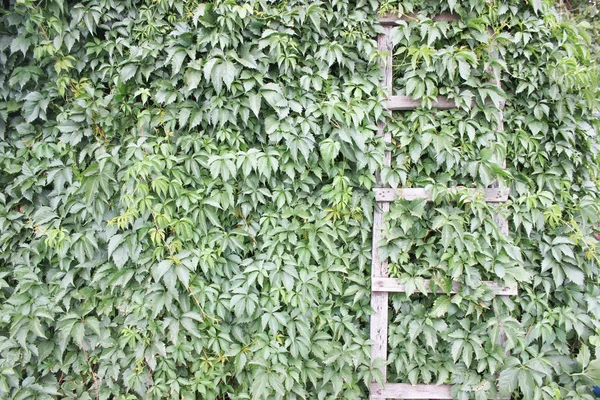 夏季色调的旧墙上的野生藤蔓叶子 木制老楼梯 — 图库照片