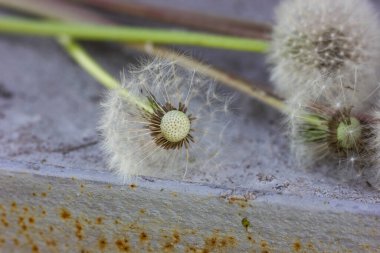 Gri bir duvarın arkasında beyaz karahindiba ve paslı bir merdiven düşmüş karahindiba ve kel bir çiçek.
