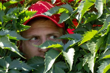 Bir adam yeşil yapraklardan dışarı bakar, kırmızı bir şapka, çalıların arasında saklanan genç bir adam.