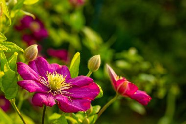 Parlak güneşli bir yaz günü bahçede, pembe çiçek, klematis, tırmanma bitkisi, makro fotoğraf