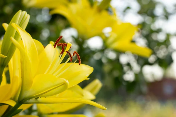Flor amarela Lilium em um dia brilhante ensolarado, campo, no jardim, macrofoto — Fotografia de Stock