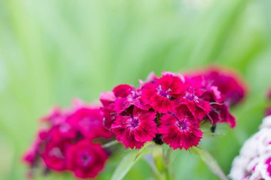 Dianthus Barbatus, ön planda koyu pembe Türk karanfili çiçeği, doğanın yaz renkleri.