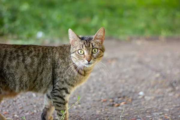 Gato con los ojos inclinados, un negro-marrón rayas gato camina a través de verde hierba a lo largo de la carretera, mira a la cámara —  Fotos de Stock