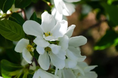 Çiçek açan elma ağacı. Beyaz çiçekler. Bahar çiçekleri. Polen. Stamen. Yaprak.