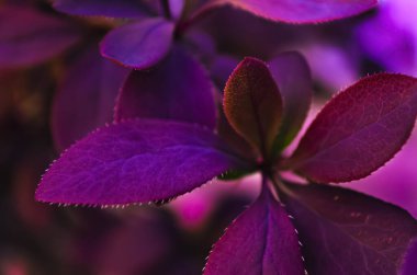 Violet neon yaprakları. Pembe, leylak rengi. Siyah fotoğraf.