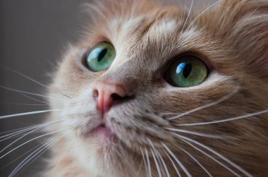 Tüylü bej bir kedinin ağızlığı. Bir kedinin yeşil gözleri. Güzel hayvan. Bıyık.