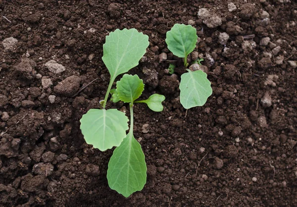 Cabbage Seedlings Potted Greenhouse Vegetable Growth Development Green Sprouts Leaves — Stock Photo, Image