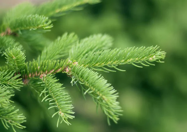 Spruce Branch Green Background — Stock Photo, Image